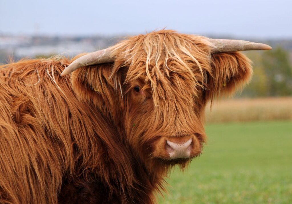 A portrait of a Highland Cow in Scotland by Elenarts / Deposit Photos
