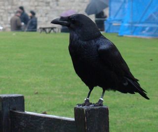 One of the resident ravens at the Tower of London perches on a post.