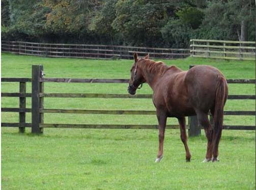 The Irish National Stud Farm 