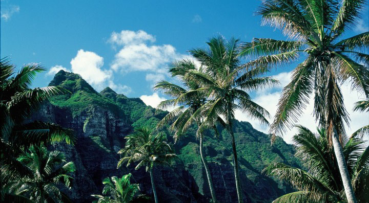 Palm trees beneath blue skies in Oahu, Hawaii