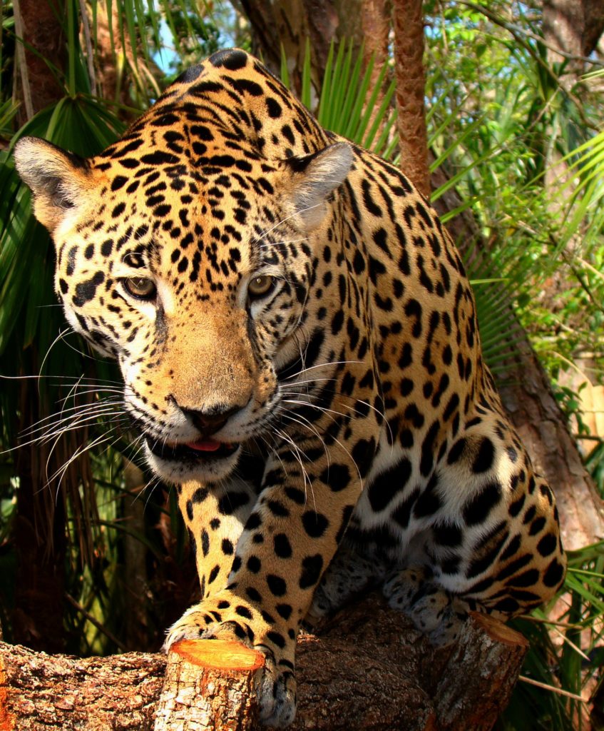 Junior jaguar in Belize / Bjørn Christian Tørrissen, CC BY-SA 3.0
