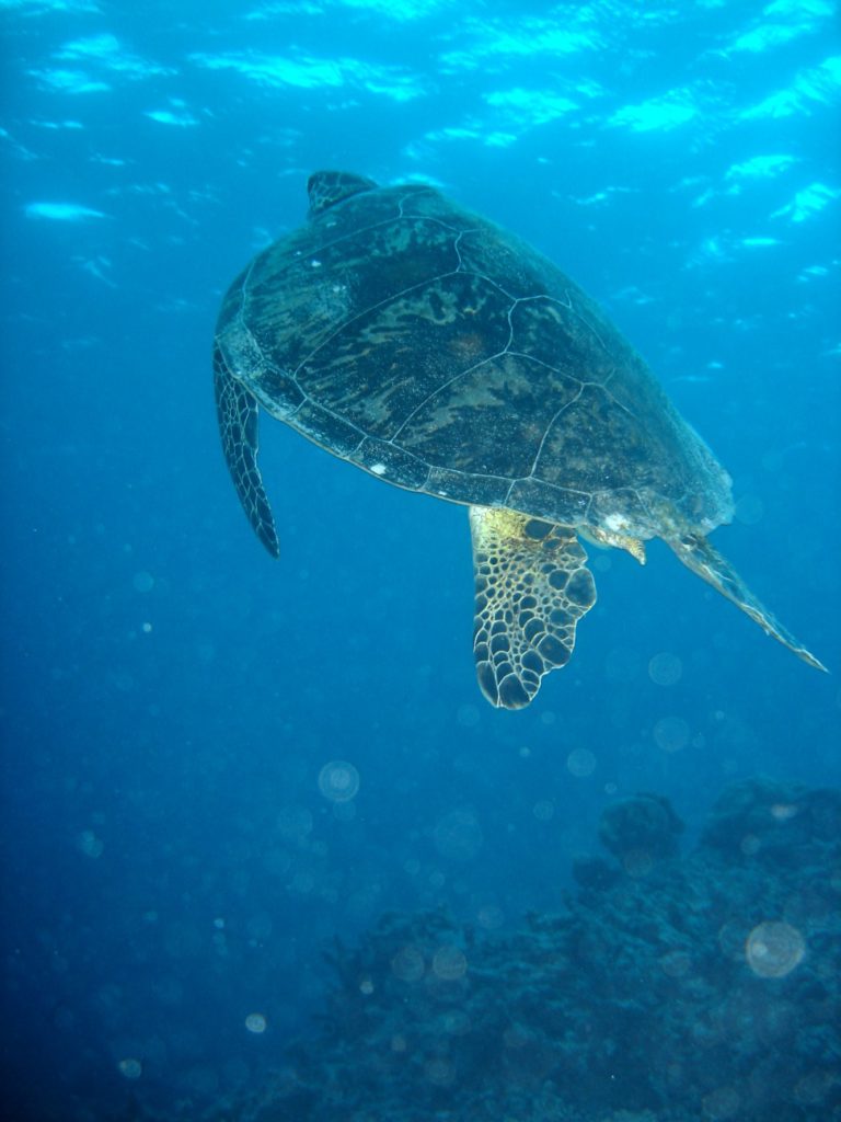 A turtle in the Great Barrier Reef, Australia / By Nize, CC BY 2.5