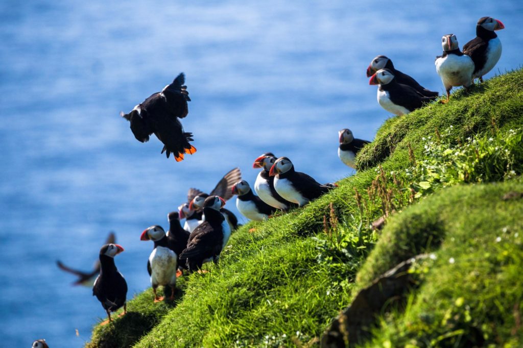 Puffins on the Faroe Islands / Deposit Photos