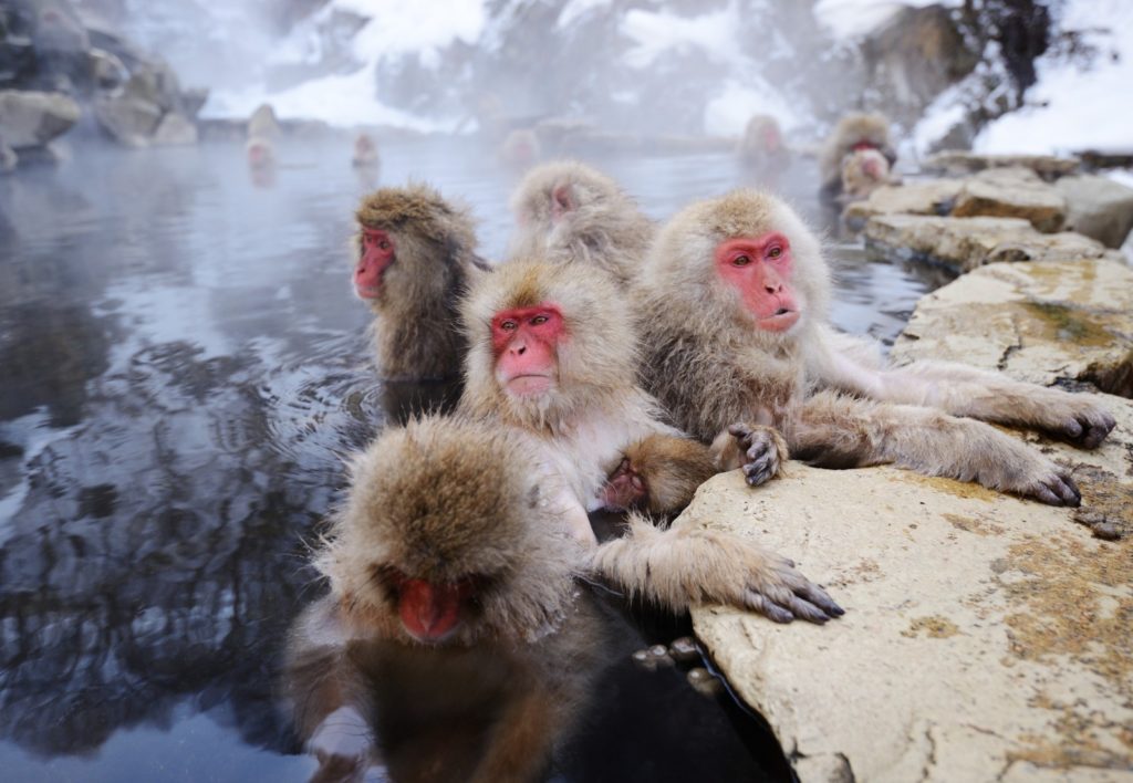 Japanese Snow Monkey's playing in the water. Image by Sepovane.