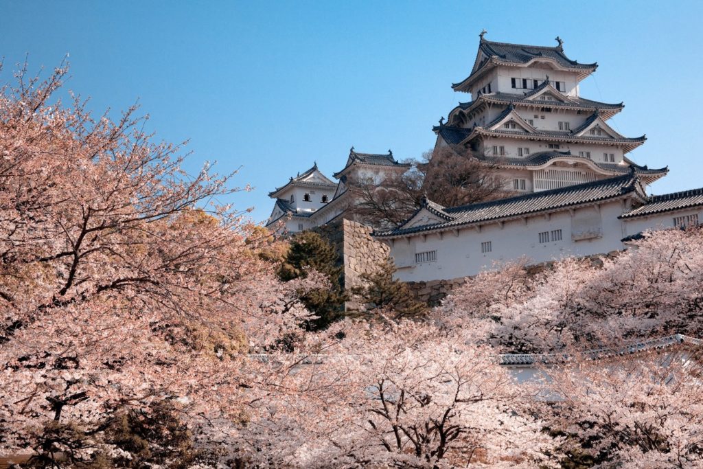 Himeji Castle, Japan, behind a curtain of beautiful pink cherry blossom trees. Image by knet2d