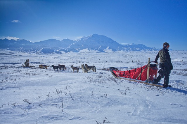 Alaska dog sledding / Image: Pixabay CC0