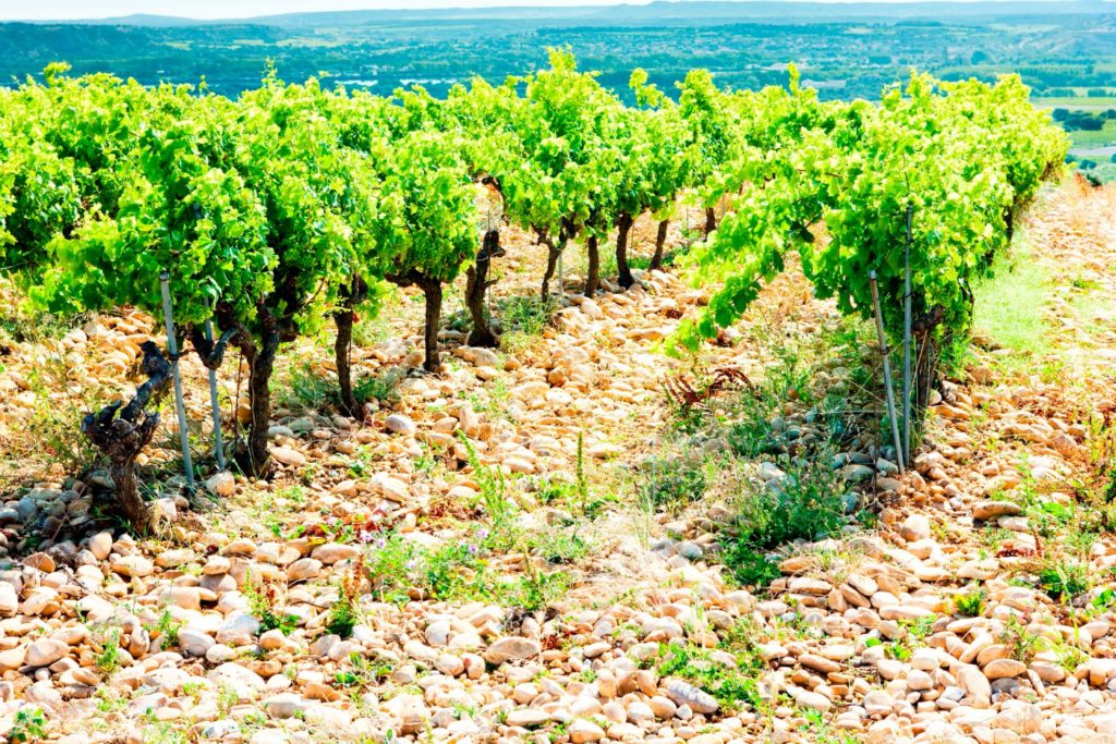 Châteauneuf du Pape, France / Image: Phbcz, Deposit Photos