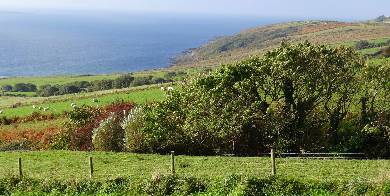 Ireland's lush landscape by Melody Moser