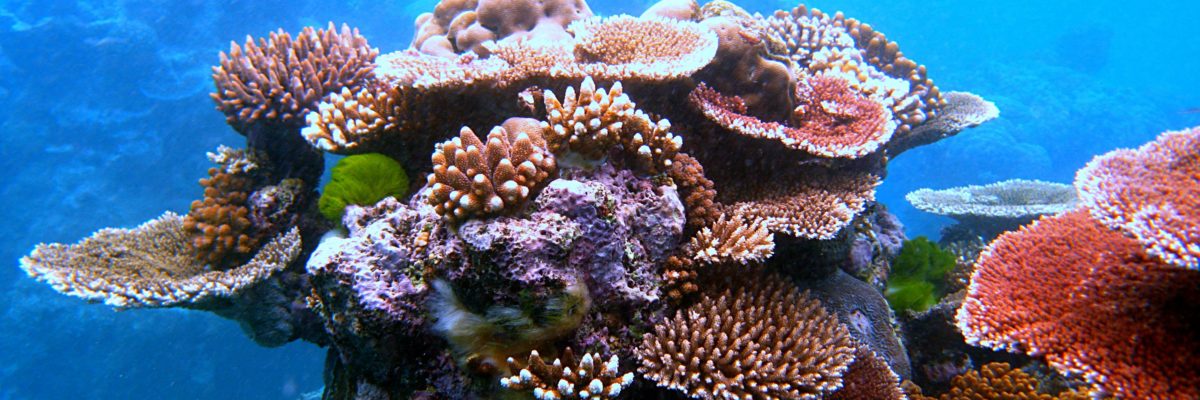 Coral outcrop on Flynn Reef By Toby Hudson - CC BY-SA 3.0