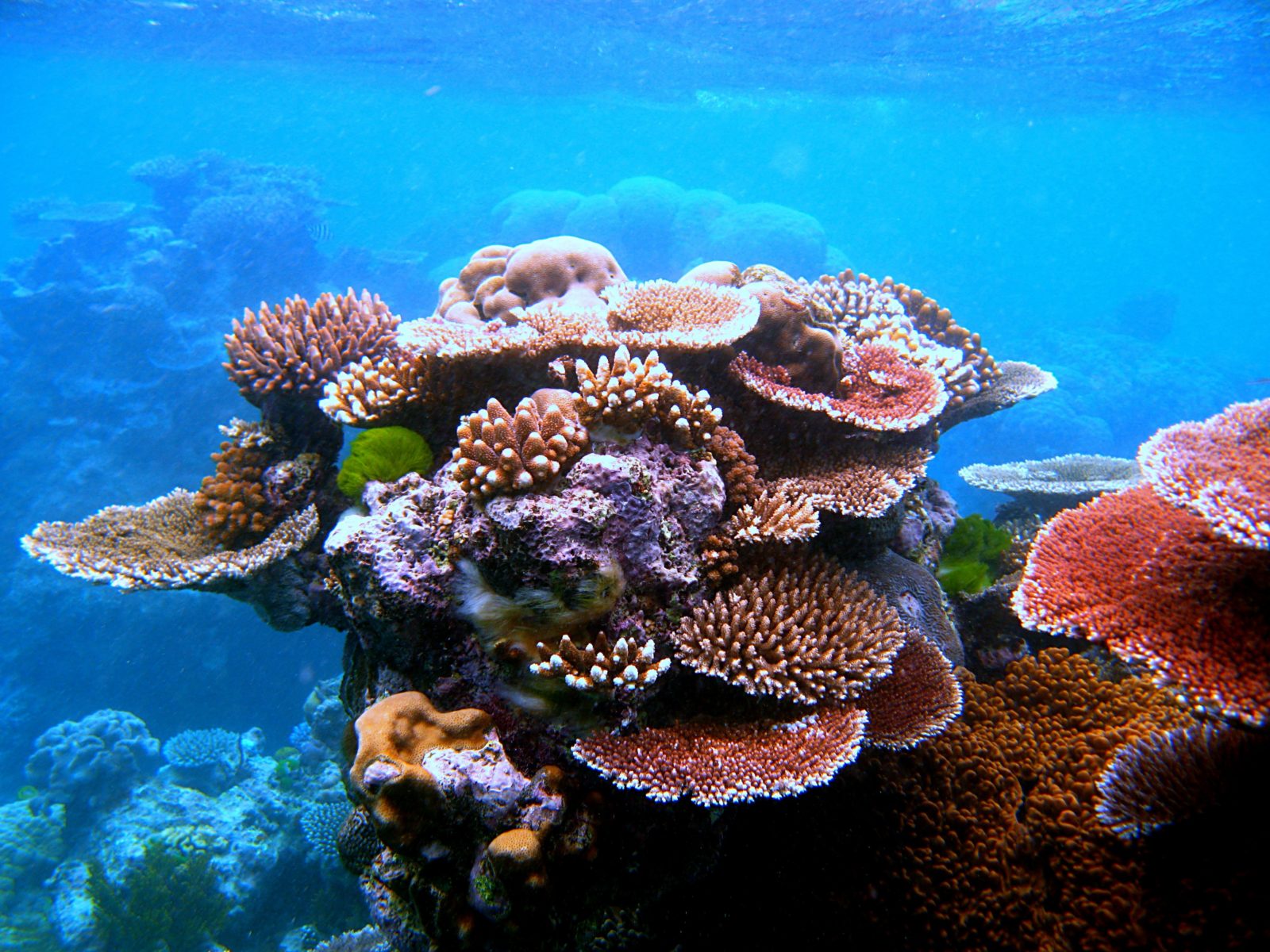Coral outcrop on Flynn Reef By Toby Hudson - CC BY-SA 3.0