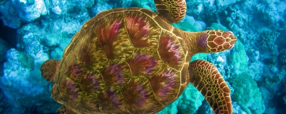 Sea Turtle in the Indian Ocean