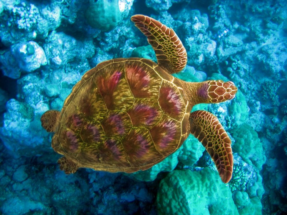 Sea Turtle in the Indian Ocean