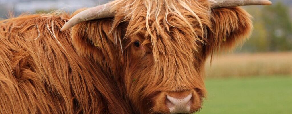 Highland cows in Scotland - this one is called Hamish