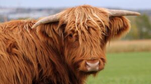 A Love Affair with the Highland Cows in Scotland